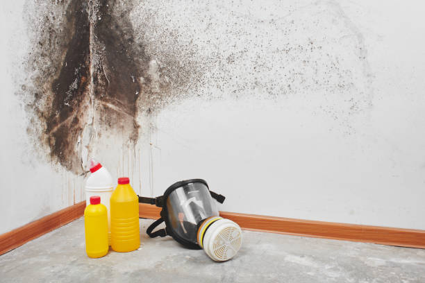 Trusted Warrenton, MO Mold Removal Experts