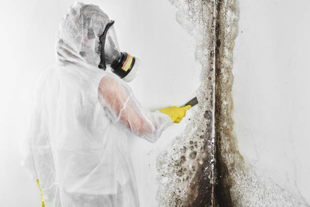 Certified Mold Removal in Warrenton, MO