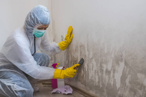 Best Mold Removal Process  in Warrenton, MO