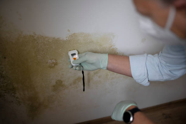 Best Commercial Mold Removal  in Warrenton, MO