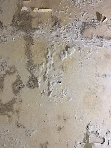 Best Attic Mold Removal  in Warrenton, MO