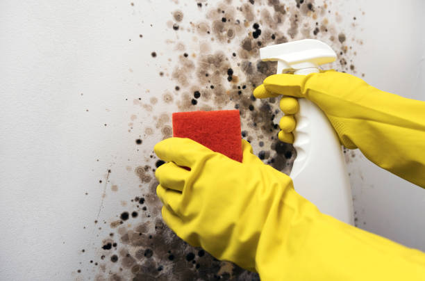 Best Residential Mold Removal  in Warrenton, MO