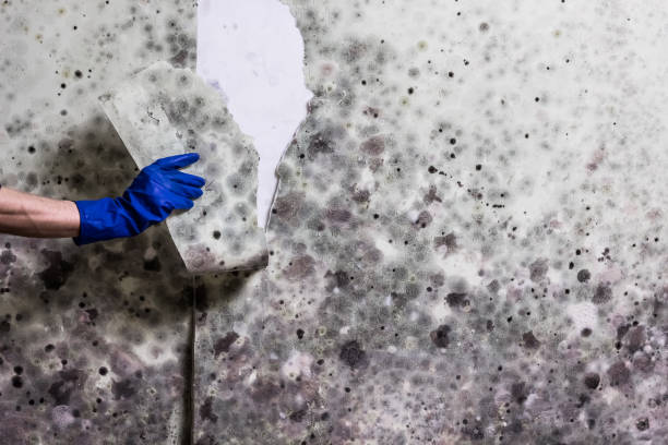 Best Mold Removal Specialists  in Warrenton, MO