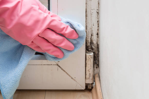 Mold Removal Process in Warrenton, MO