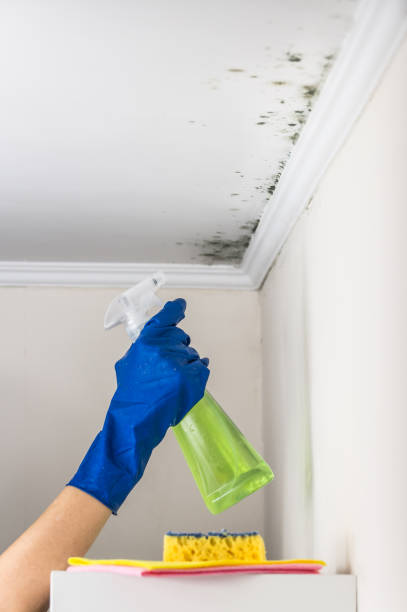 Best Fast Mold Removal  in Warrenton, MO